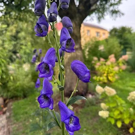 Villa Oaza Hrob